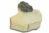 Bargain, Reedops Trilobite - Atchana, Morocco #287412-1
